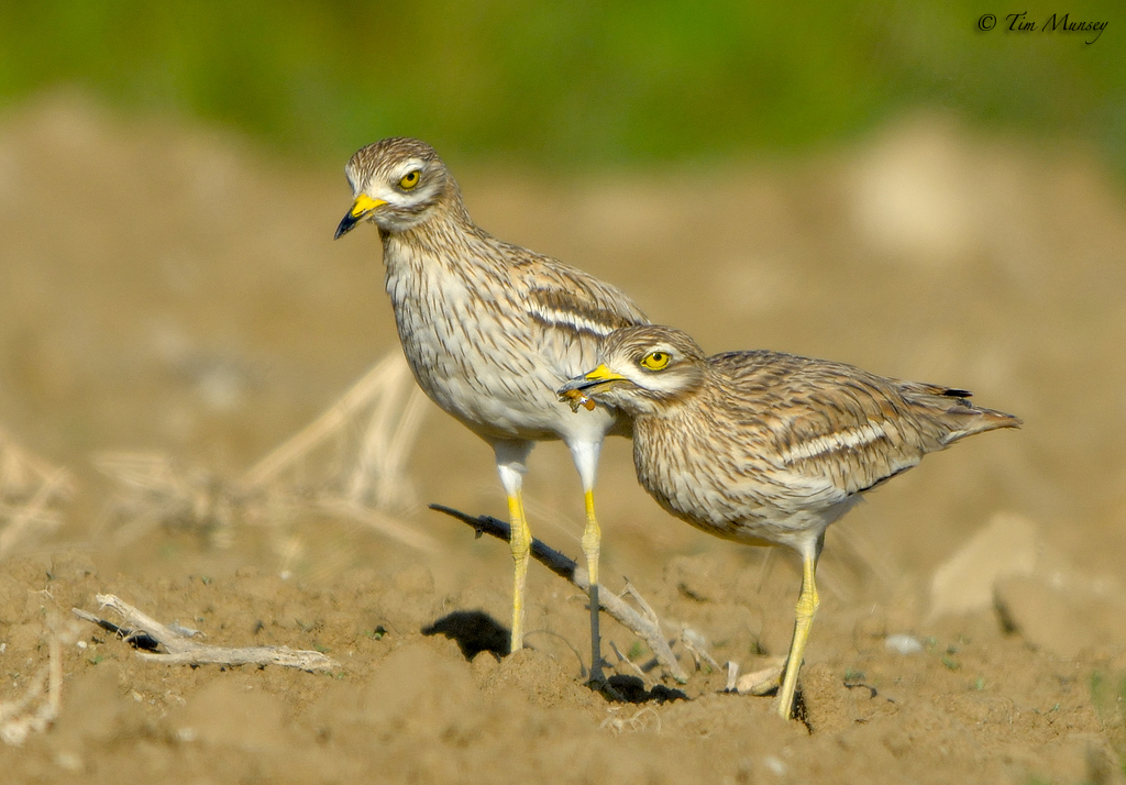 Stone Curlew Pair 2012